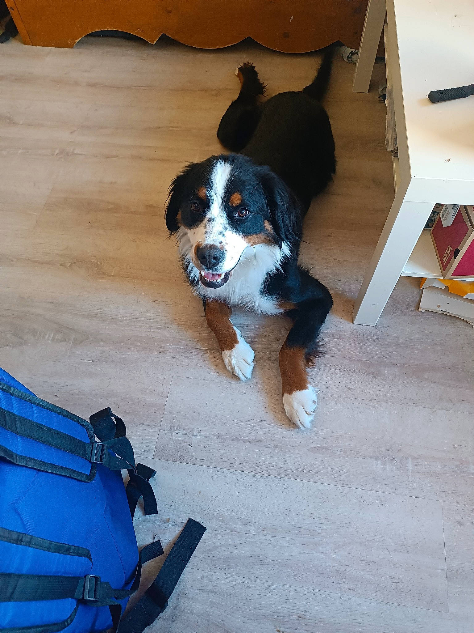Rosie a rejoint le concours — aidez-le/la à gagner de superbes lots ! bag, baggage, bernese_mountain_dog, canidae, carnivore, chair, companion_dog, dog, dog_breed, door, electric_blue, floor, flooring, hardwood, luggage_and_bags, sporting_group, tail, travel, wood, working_dog