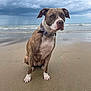 dog, beach, sand, sea, waves, cloudy_sky, storm, brindle, white_paws, collar, sitting, wet_sand, outdoor, nature, canine, calm, animal, water, shore, pet