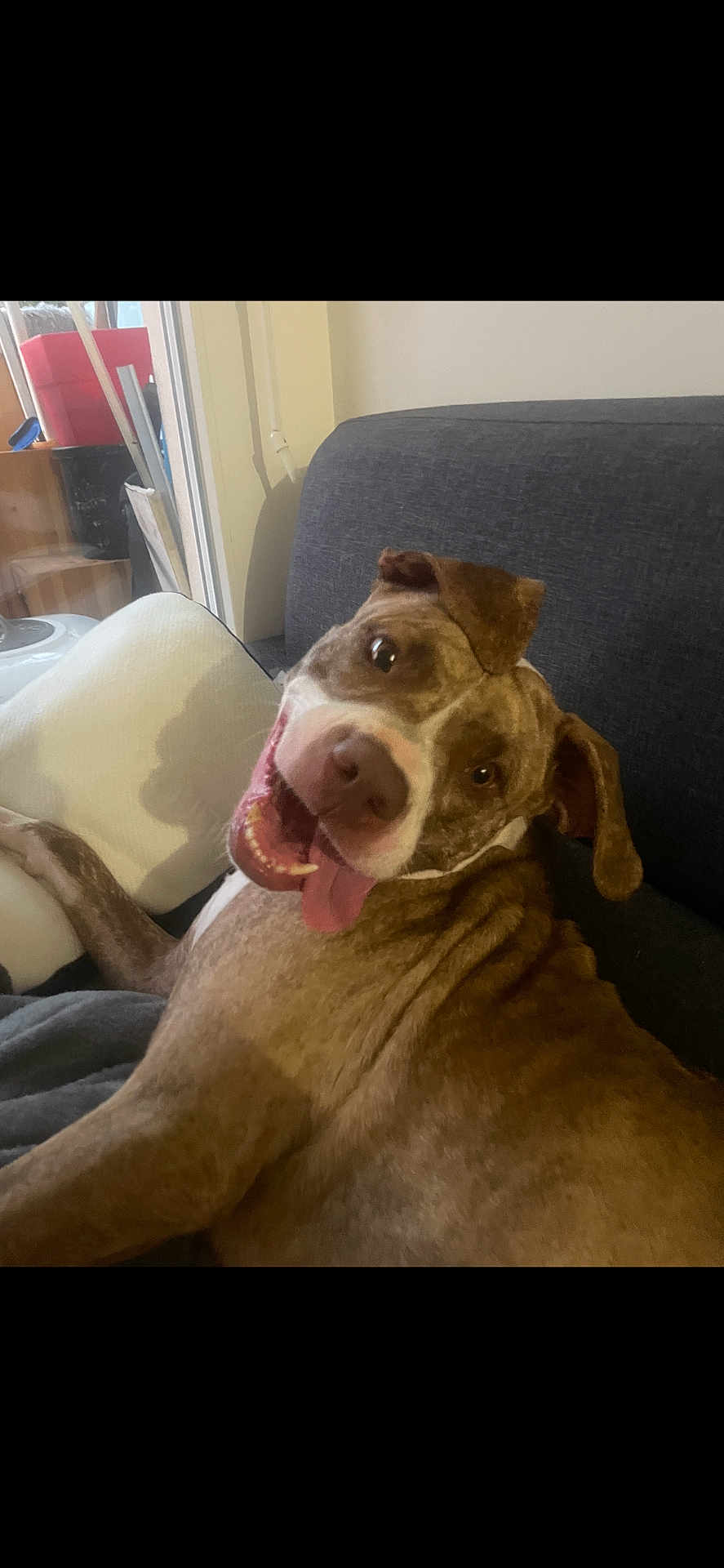 Bella a rejoint le concours — aidez-le/la à gagner de superbes lots ! dog, indoor, couch, pet, happy, tongue_out, brown_dog, smiling, relaxed, ears_flopped, canine, animal, domestic, cozy, home, furniture, friendly, companion, cute, playful