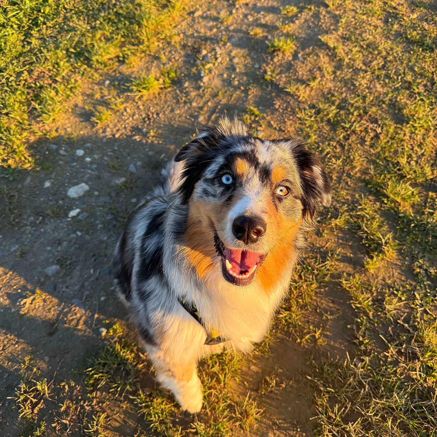 Thaïs a rejoint le concours — aidez-le/la à gagner de superbes lots ! animal, ball, canine, collie, dog, face, field, football, grass, grassland, head, nature, outdoors, pet, plant, puppy, soccer, soccerball, soil, sport