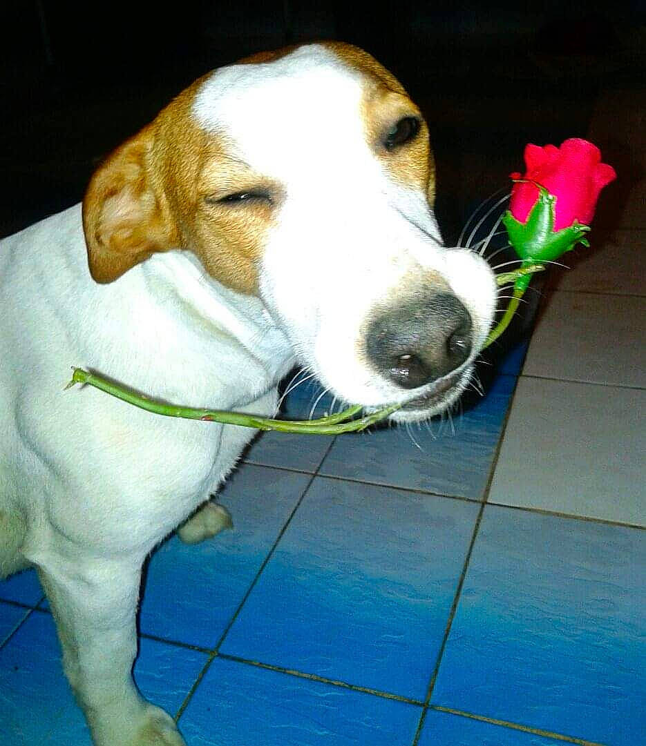 Daisy participe au concours pour gagner de l'argent avec cette photo : canidae, carnivore, companion_dog, dog, dog_breed, mammal, rare_breed_dog, snout, sporting_group, vertebrate