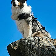 Uky a rejoint le concours — aidez-le/la à gagner de superbes lots ! dog, rock, cliff, outdoor, sky, leash, nature, animal, fur, pet, daylight, canine, standing, scenic, blue_sky, majestic, alert, outdoors, adventure, landscape