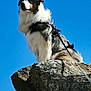 dog, rock, cliff, outdoor, sky, leash, nature, animal, fur, pet, daylight, canine, standing, scenic, blue_sky, majestic, alert, outdoors, adventure, landscape
