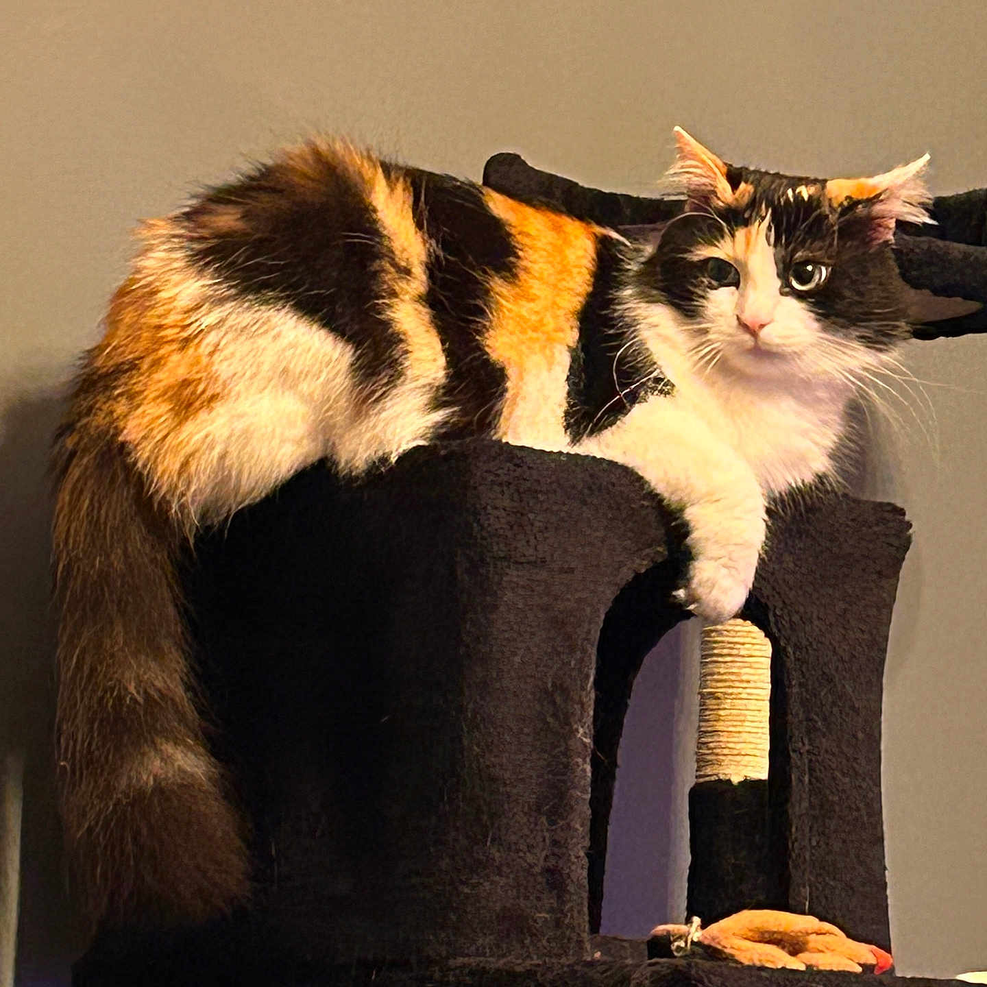 Naya