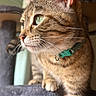 animal, cat, cat_tree, close_up, collar, curious, domestic, feline, fur, green_eyes, indoor, looking_away, mammal, paws, pet, portrait, side_view, soft_texture, tabby, whiskers