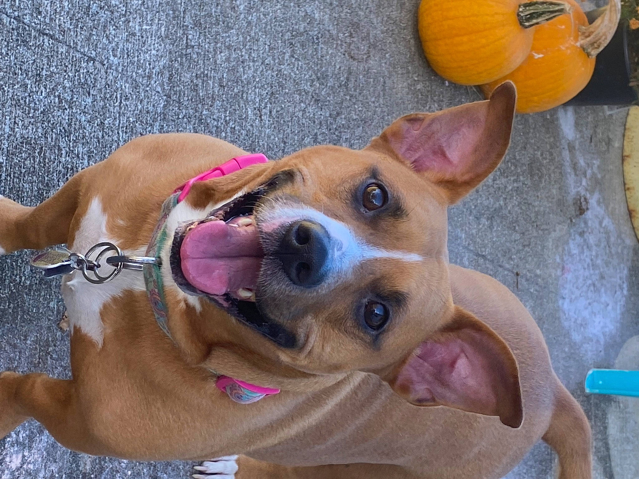 Sable is registered to the contest to win money with this photo: calabaza, carnivore, collar, companion_dog, cucurbita, dog, dog_breed, dog_collar, dog_supply, fawn, fruit, gourd, natural_foods, pumpkin, snout, sporting_group, vegetable, vertebrate, winter_squash, working_animal