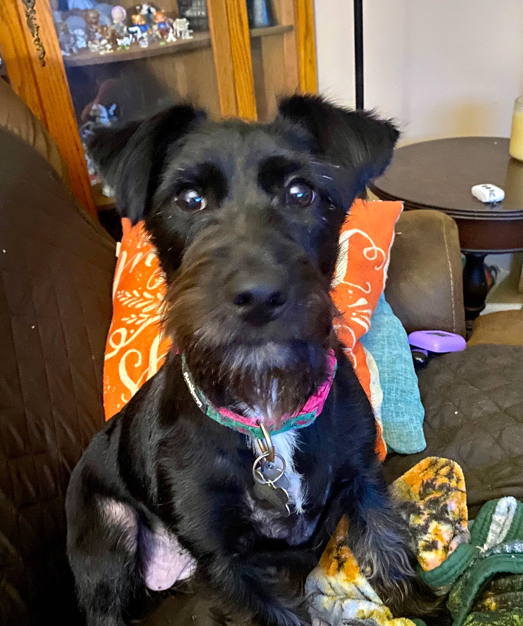 Miley is registered to the contest to win money with this photo: borador, canidae, carnivore, collar, companion_dog, dog, dog_breed, dog_collar, dog_supply, fur, guard_dog, leash, liver, pet_supply, sporting_group, table, terrier, toy_dog, whiskers, working_animal