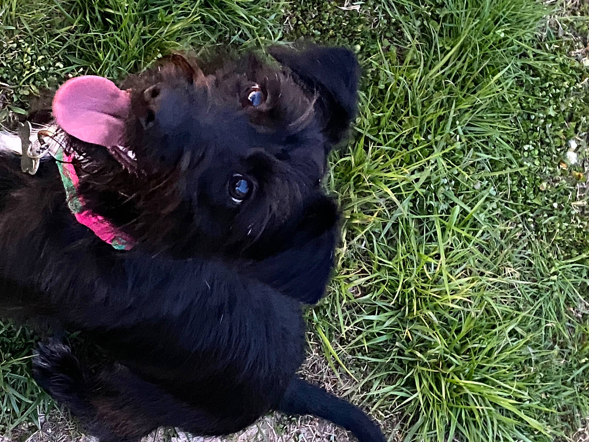 Miley joined the competition — help win amazing prizes! borador, canidae, carnivore, companion_dog, dog, dog_breed, dog_collar, fur, grass, liver, non_sporting_group, plant, sedge_family, sporting_group, terrestrial_animal, whiskers, working_animal