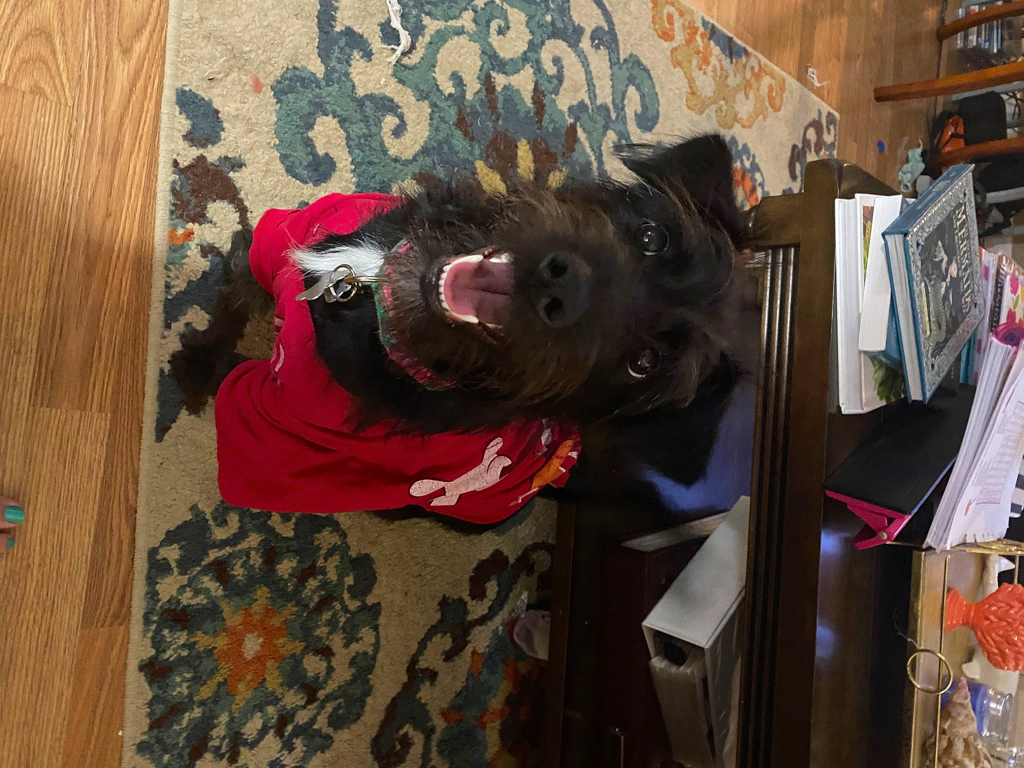 Miley joined the competition — help win amazing prizes! art, carmine, closet, costume, dress, fictional_character, flooring, fur, headgear, magenta, pattern, rectangle, room, shelf, shelving, small_to_medium_sized_cats, suit, visual_arts, window, wood