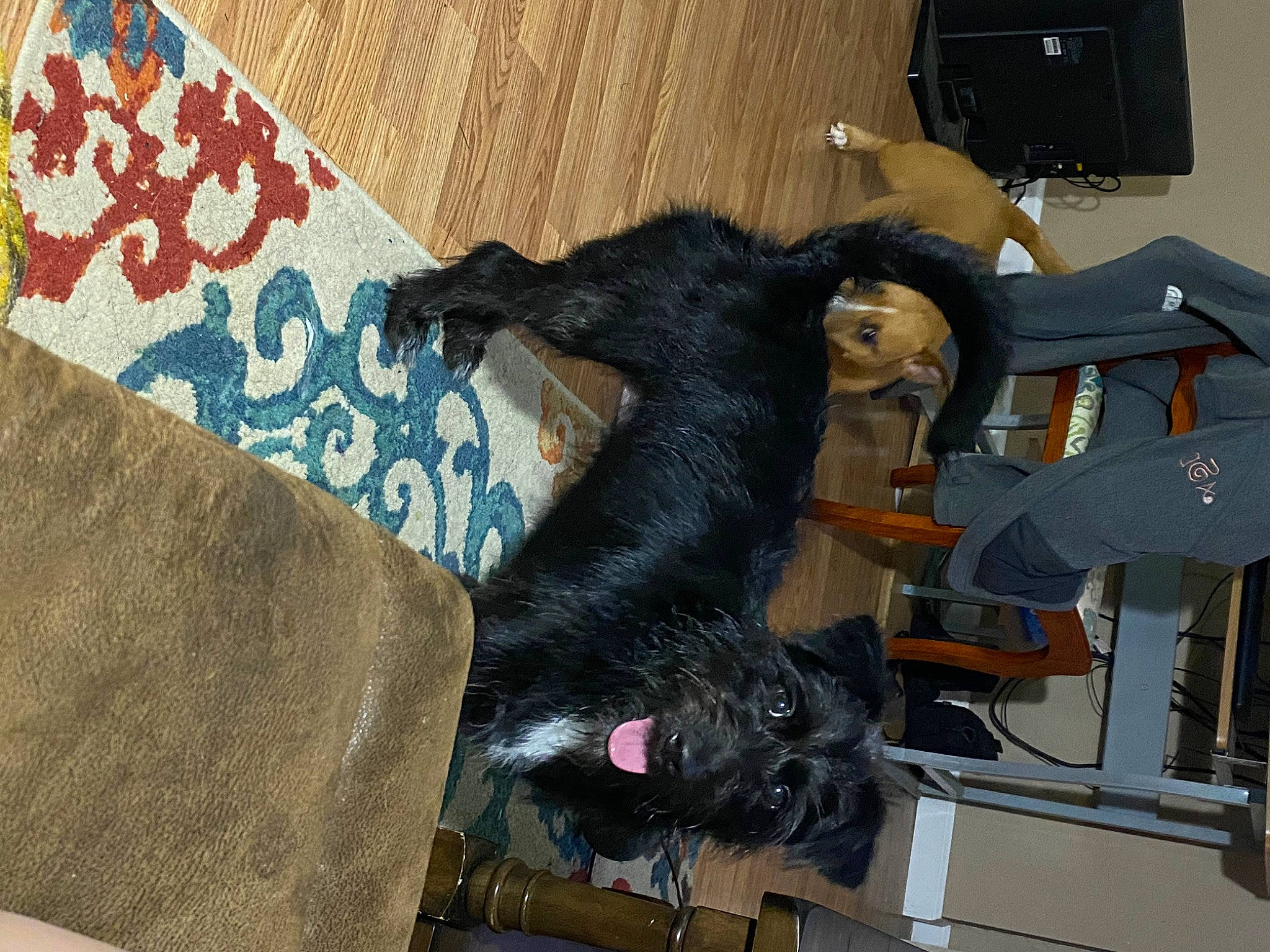 Miley joined the competition — help win amazing prizes! black_cat, canidae, claw, comfort, companion_dog, dog_breed, domestic_short_haired_cat, felidae, fur, guard_dog, pattern, small_to_medium_sized_cats, sporting_group, tail, textile, toy, working_animal