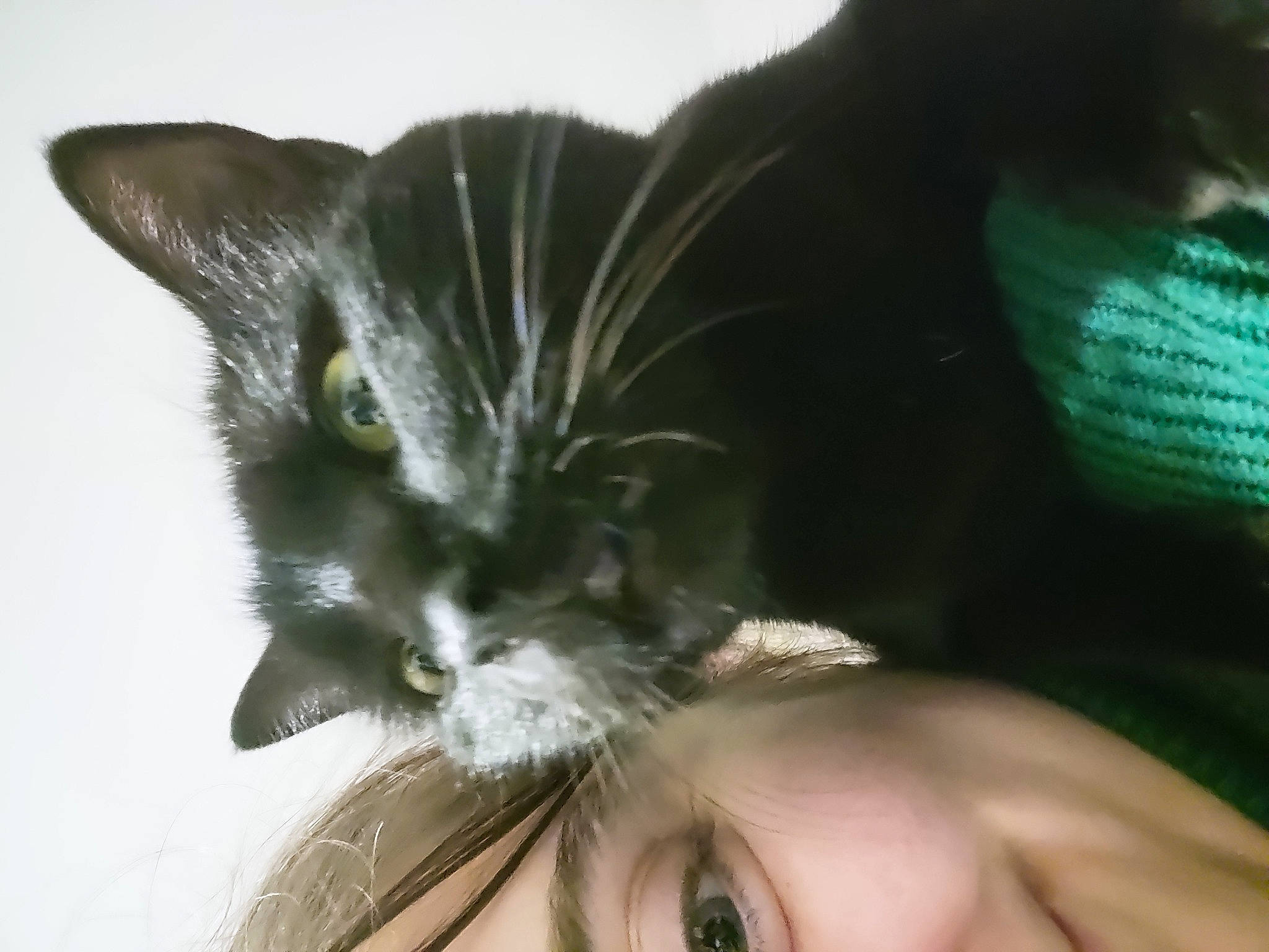 Yuzu a rejoint le concours — aidez-le/la à gagner de superbes lots ! black_cat, carnivore, cat, comfort, domestic_short_haired_cat, ear, eye, eyelash, eyewear, felidae, fur, gesture, happy, iris, nail, nose, small_to_medium_sized_cats, snout, tree, whiskers