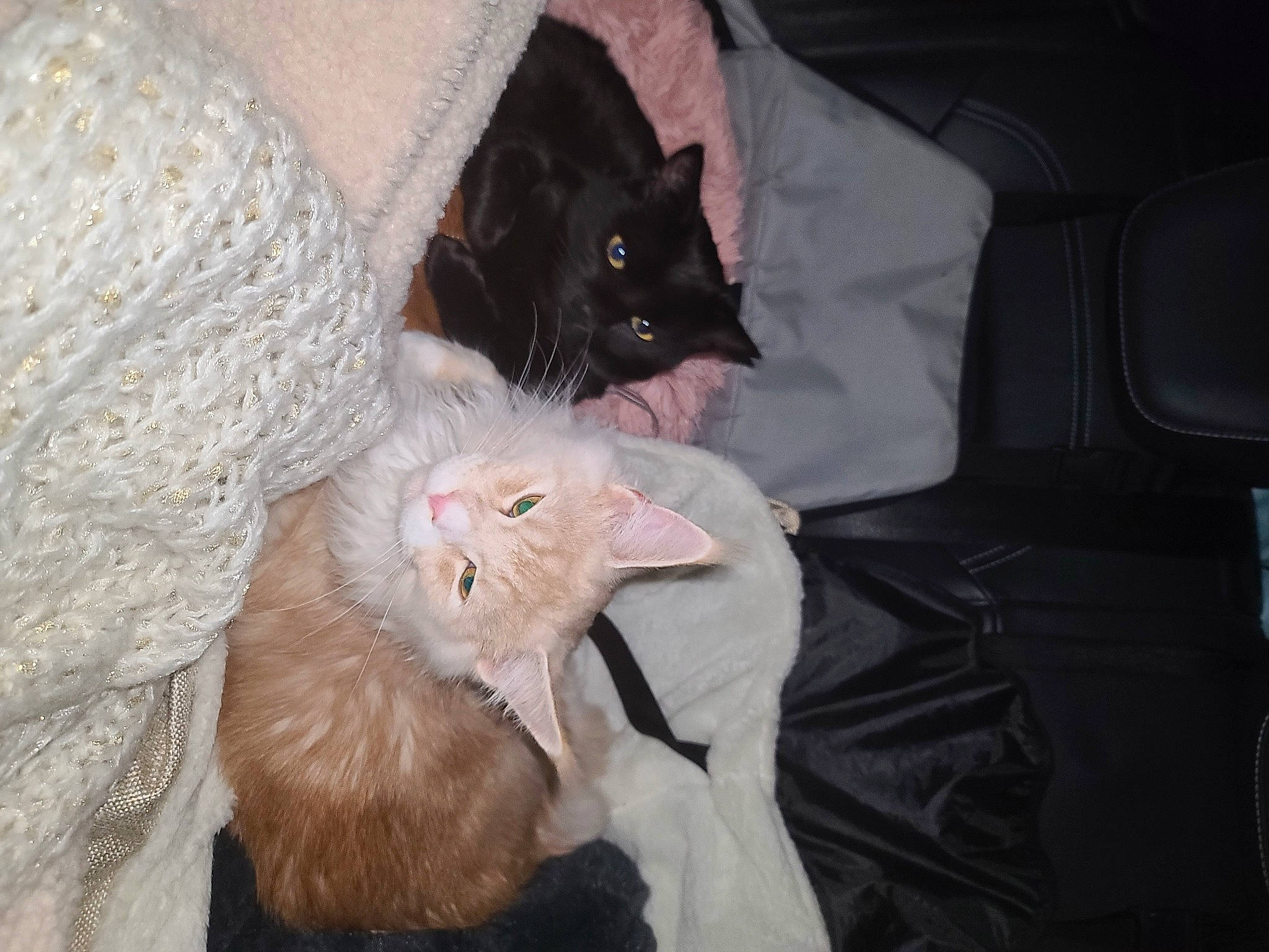 Yuzu a rejoint le concours — aidez-le/la à gagner de superbes lots ! black_cat, canidae, carnivore, cat, claw, comfort, dog_breed, domestic_short_haired_cat, fawn, felidae, fur, lap, paw, small_to_medium_sized_cats, tail, whiskers