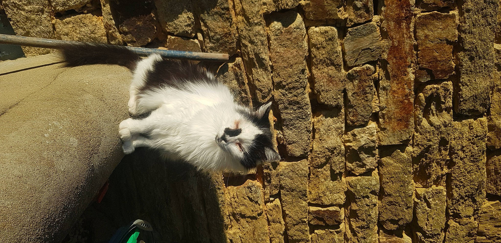 Gazou a rejoint le concours — aidez-le/la à gagner de superbes lots ! brick, brickwork, carnivore, cat, cobblestone, domestic_short_haired_cat, fawn, felidae, fur, paw, road_surface, rock, shadow, small_to_medium_sized_cats, snout, stone_wall, tail, terrestrial_animal, whiskers, wood