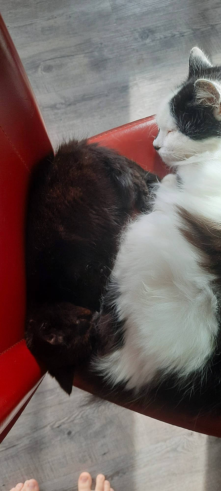 Gazou a rejoint le concours — aidez-le/la à gagner de superbes lots ! canidae, carnivore, cat, claw, comfort, companion_dog, dog_breed, domestic_short_haired_cat, felidae, foot, fur, mammal, paw, small_to_medium_sized_cats, snout, sporting_group, tail, vertebrate, whiskers, working_animal