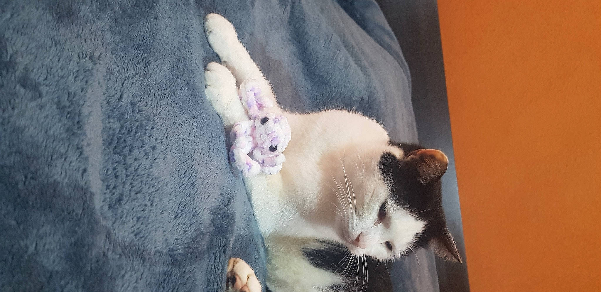 Yoko a rejoint le concours — aidez-le/la à gagner de superbes lots ! beard, carnivore, cat, claw, collar, domestic_short_haired_cat, fang, fawn, felidae, fur, mammal, paw, small_to_medium_sized_cats, snout, tail, whiskers, window