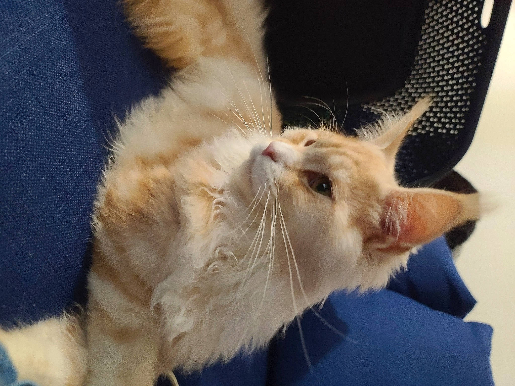 U'Kovu participe au concours pour gagner de l'argent avec cette photo : carnivore, cat, claw, comfort, domestic_short_haired_cat, ear, fawn, felidae, foot, fur, gesture, paw, small_to_medium_sized_cats, snout, tail, whiskers