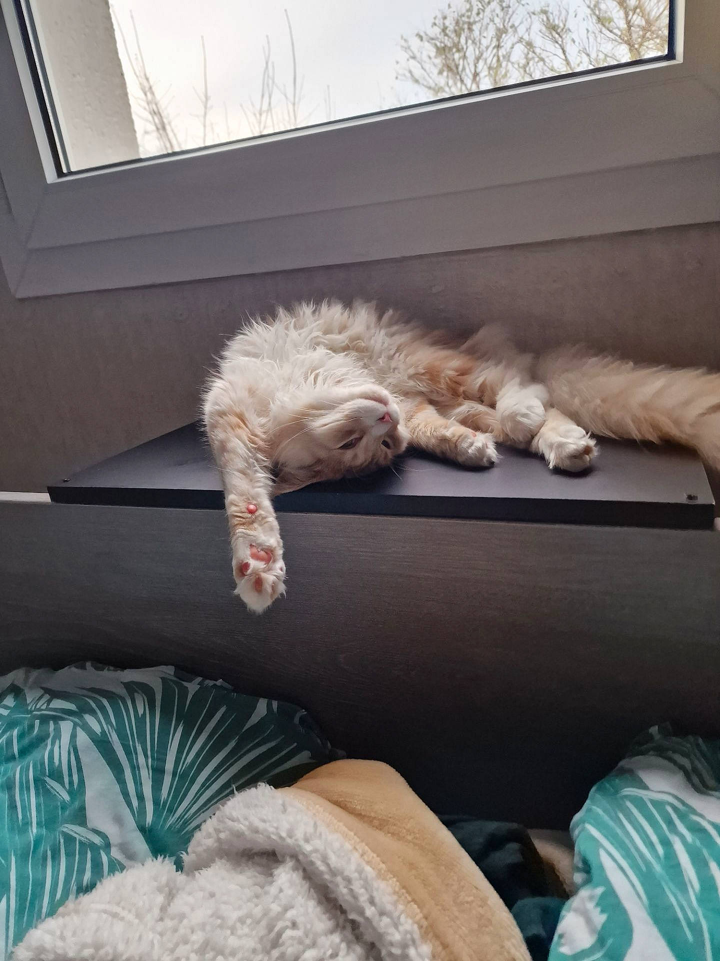 U'Kovu participe au concours pour gagner de l'argent avec cette photo : bedding, carnivore, cat, comfort, companion_dog, couch, felidae, fur, grey, human_leg, interior_design, linens, living_room, room, small_to_medium_sized_cats, sporting_group, tail, textile, whiskers, window