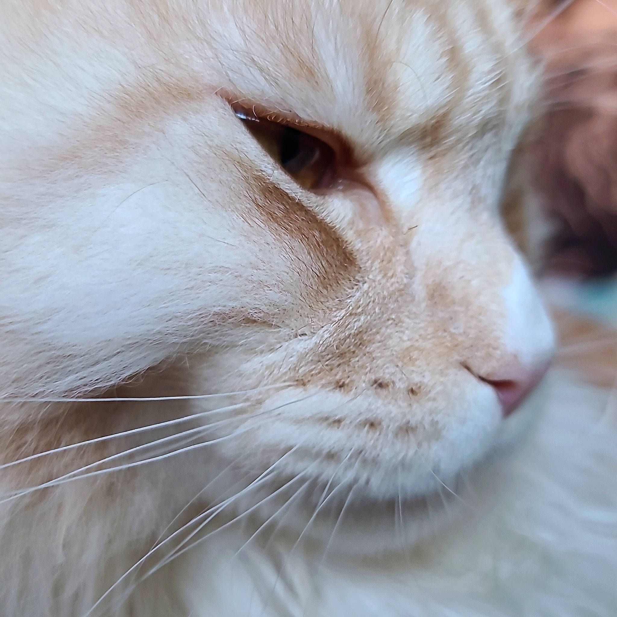 U'Kovu participe au concours pour gagner de l'argent avec cette photo : carnivore, cat, close_up, domestic_short_haired_cat, ear, eye, fawn, felidae, fur, small_to_medium_sized_cats, snout, terrestrial_animal, whiskers, window