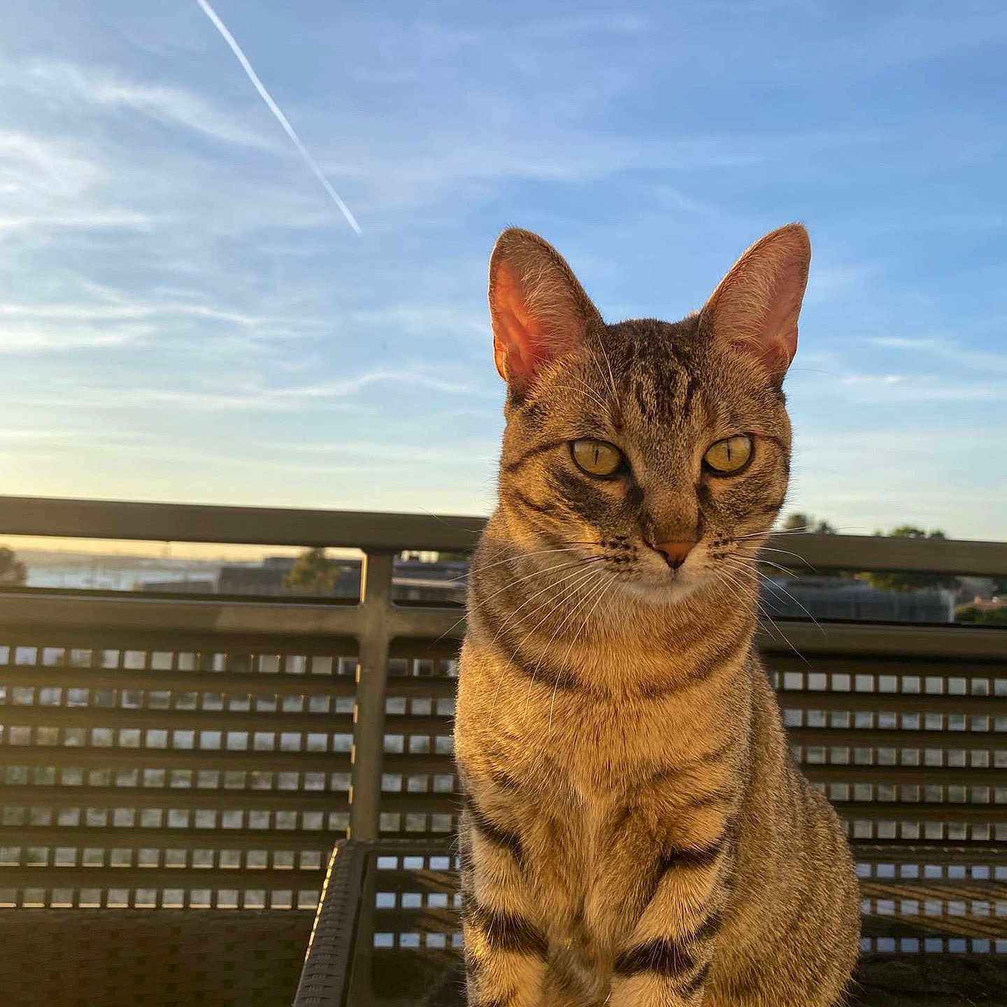 Aria participe au concours pour gagner de l'argent avec cette photo : animal, balcony, calm, cat, daylight, domestic_cat, ears, feline, glass_table, golden_hour, nature, outdoor, pet, portrait, railing, sitting, sky, sunlight, tabby, whiskers