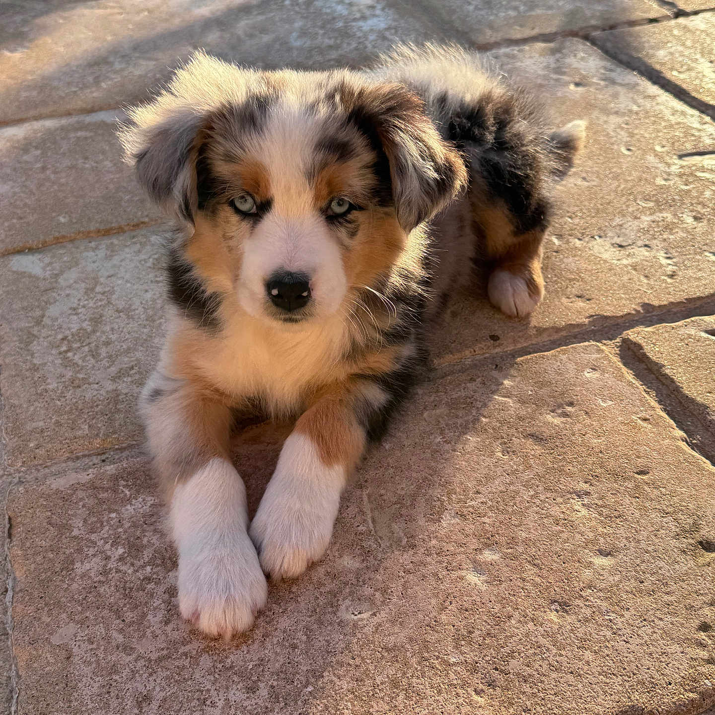 Bianka a rejoint le concours — aidez-le/la à gagner de superbes lots ! puppy, dog, tricolor, blue_eyes, fur, pet, outdoor, stone_patio, sunlight, shadow, animal, cute, young, laying_down, ears, nose, paws, curious, warm_light, nature