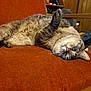 Gronk is registered to the contest to win money with this photo: cat, feline, pet, lying_down, upside_down, paw_raised, orange_chair, furniture, indoor, relaxed, curious, fur, striped, wooden_shelf, home, cozy, closeup, domestic_animal, resting, household