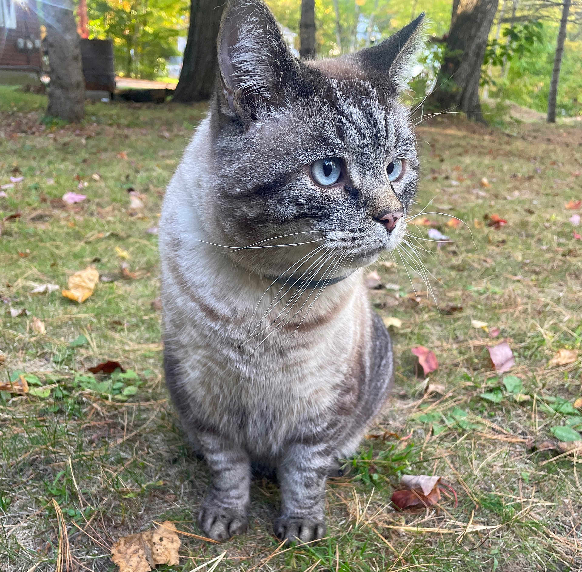 Gronk is registered to the contest to win money with this photo: cat, blue_eyes, animal, outdoor, grass, autumn_leaves, nature, pet, feline, whiskers, ears, mammal, sitting, close_up, forest, daylight, curious, tabby, fur, background_blur