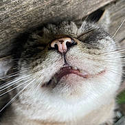 Gronk joined the competition — help win amazing prizes! cat, close_up, animal, pet, sleeping, whiskers, nose, teeth, fur, relaxing, outdoor, wood, mouth, face, cute, mammal, tabby, resting, sleep, nature