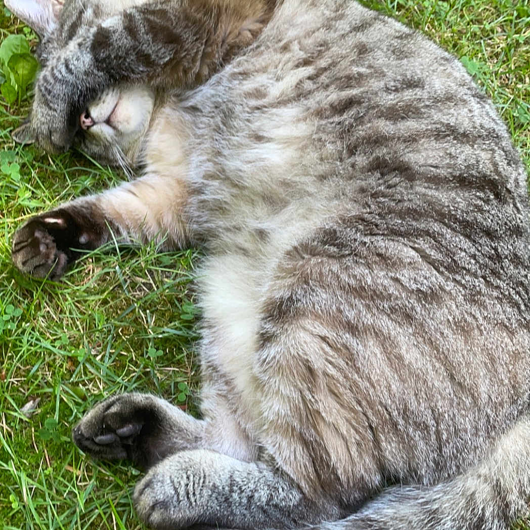 Gronk joined the competition — help win amazing prizes! animal, cat, close_up, cute, daylight, fur, grass, lying_down, mammal, nature, outdoor, paw, pet, playful, relaxed, sleeping, striped, tabby, tail, whiskers