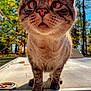 Gronk is registered to the contest to win money with this photo: adventure, animal, cat, close_up, curious, daylight, explorer, face, fur, mammal, nature, nose, outdoor, paw, pet, portrait, sunlight, tabby, trees, whiskers