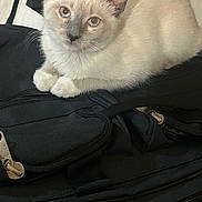 Stormy joined the competition — help win amazing prizes! animal, backpack, black, cat, closeup, cream, cute, domestic, ears, feline, fur, indoor, kitten, looking, paws, pet, resting, whiskers, young, zipper