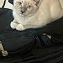 animal, backpack, black, cat, closeup, cream, cute, domestic, ears, feline, fur, indoor, kitten, looking, paws, pet, resting, whiskers, young, zipper