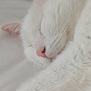Proxy a rejoint le concours — aidez-le/la à gagner de superbes lots ! animal, cat, close_up, cozy, cute, domestic_animal, feline, fluffy, indoor, peaceful, pet, pink_ears, pink_nose, relaxed, resting, sleep, sleeping, soft, whiskers, white_cat