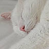 animal, cat, close_up, cozy, cute, domestic_animal, feline, fluffy, indoor, peaceful, pet, pink_ears, pink_nose, relaxed, resting, sleep, sleeping, soft, whiskers, white_cat