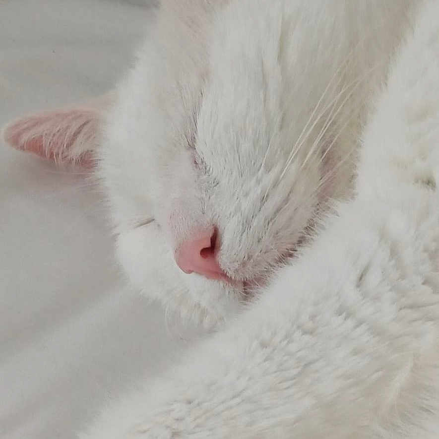 Proxy a rejoint le concours — aidez-le/la à gagner de superbes lots ! animal, cat, close_up, cozy, cute, domestic_animal, feline, fluffy, indoor, peaceful, pet, pink_ears, pink_nose, relaxed, resting, sleep, sleeping, soft, whiskers, white_cat