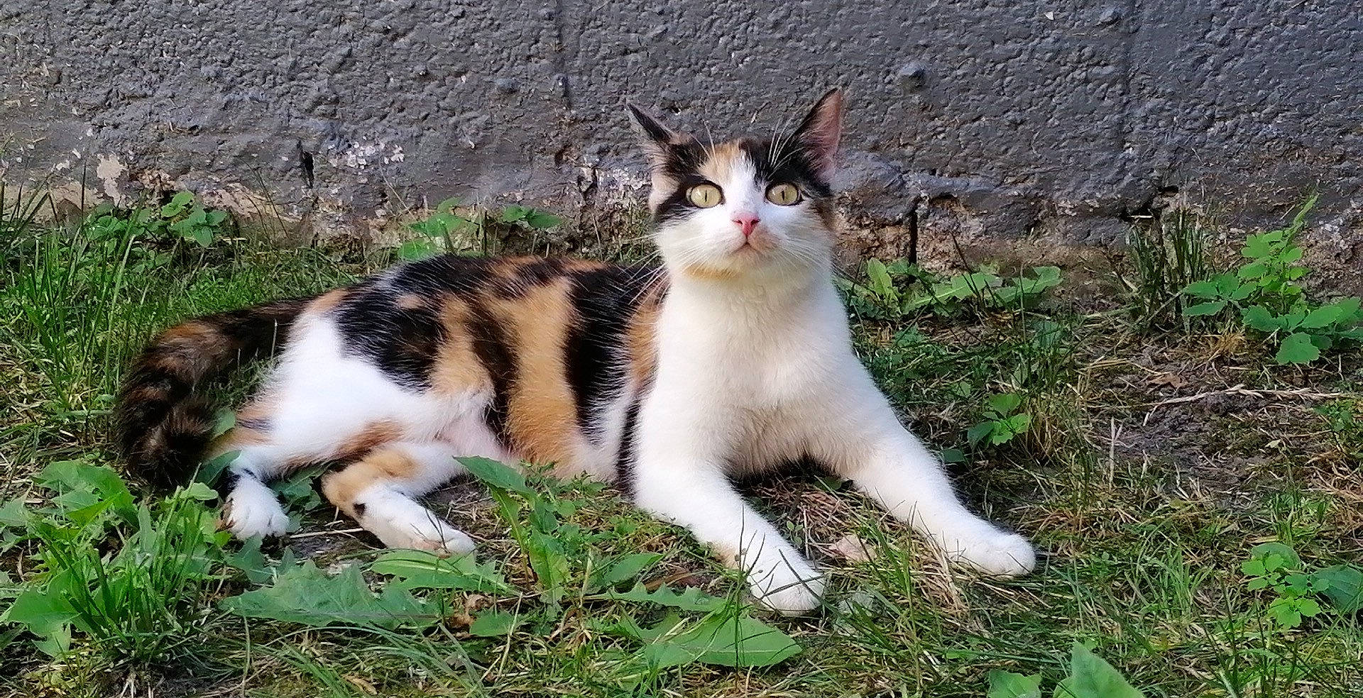 Chipie a rejoint le concours — aidez-le/la à gagner de superbes lots ! carnivore, cat, domestic_short_haired_cat, eye, fawn, felidae, fur, grass, groundcover, paw, plant, reef, sitting, small_to_medium_sized_cats, snout, tail, terrestrial_animal, tree, whiskers, wildlife