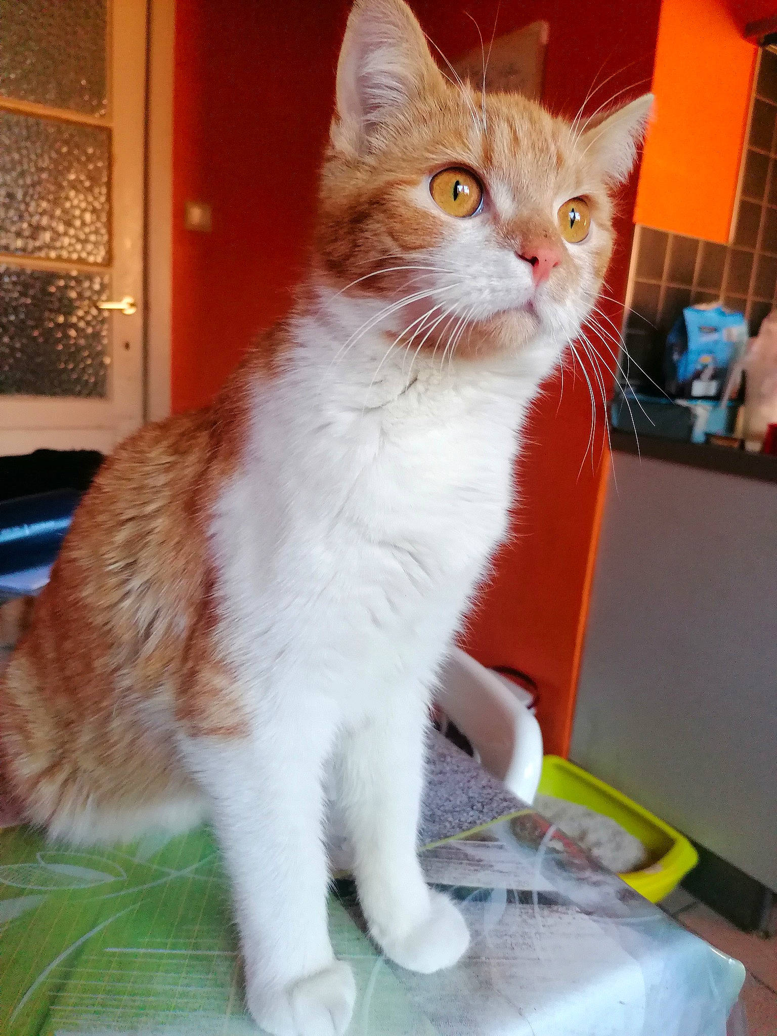Simba a rejoint le concours — aidez-le/la à gagner de superbes lots ! carnivore, cat, claw, domestic_short_haired_cat, fawn, felidae, fur, iris, paw, sitting, small_to_medium_sized_cats, snout, tail, whiskers, window