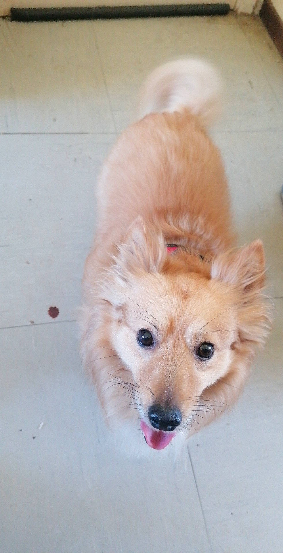 Kody a rejoint le concours — aidez-le/la à gagner de superbes lots ! ball, canidae, carnivore, companion_dog, dog, dog_breed, dog_supply, fawn, fur, german_spitz, german_spitz_klein, german_spitz_mittel, liver, snout, spitz, sporting_group, toy_dog, volpino_italiano, whiskers, working_animal