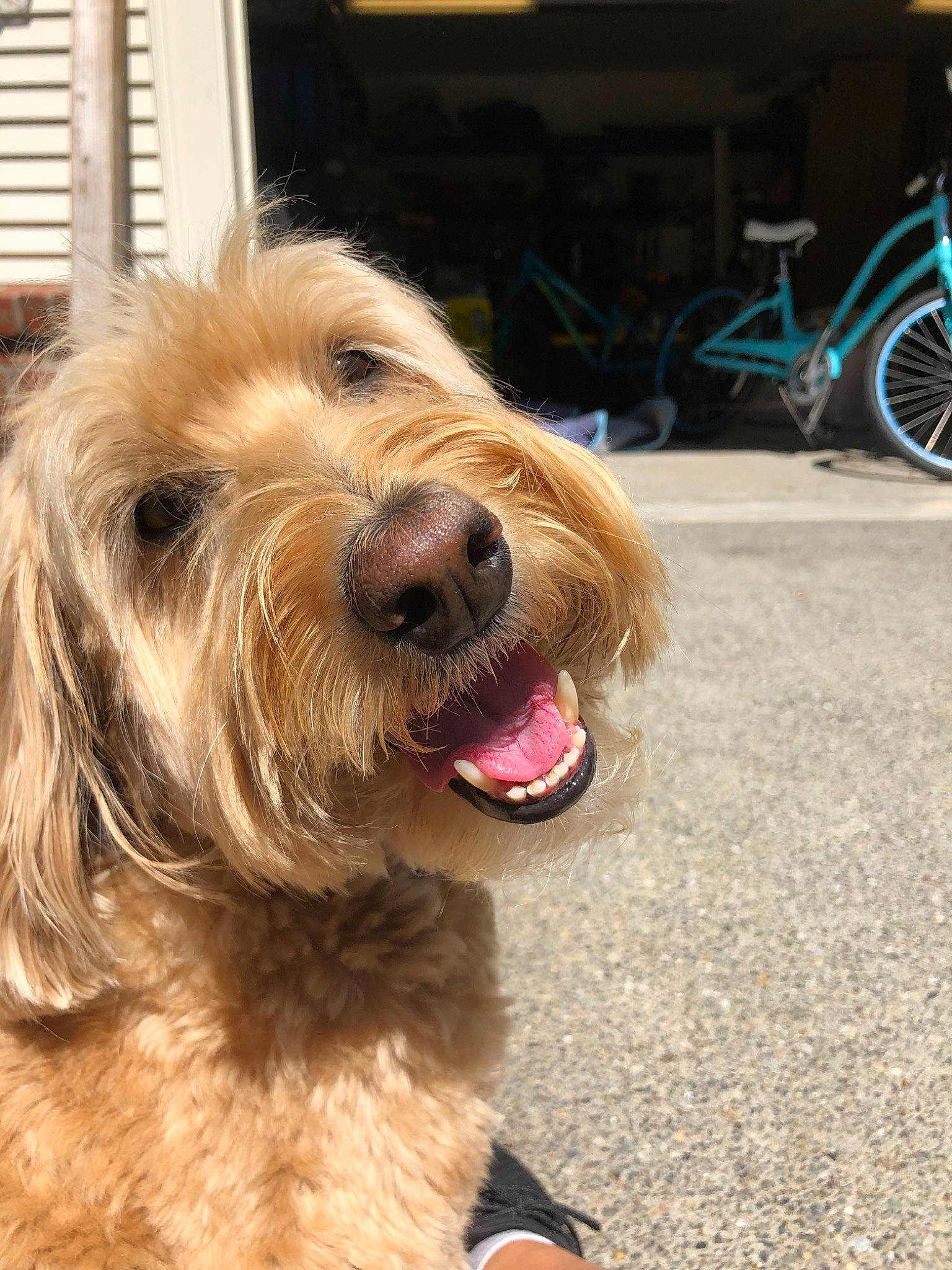 Adelaide is registered to the contest to win money with this photo: basset_fauve_de_bretagne, bosnian_coarse_haired_hound, briquet_griffon_vendeen, canidae, carnivore, catalan_sheepdog, companion_dog, dog, dog_breed, dutch_smoushond, irish_soft_coated_wheaten_terrier, mammal, otterhound, petit_basset_griffon_vendeen, rare_breed_dog, sapsali, snout, sporting_group, terrier, vertebrate