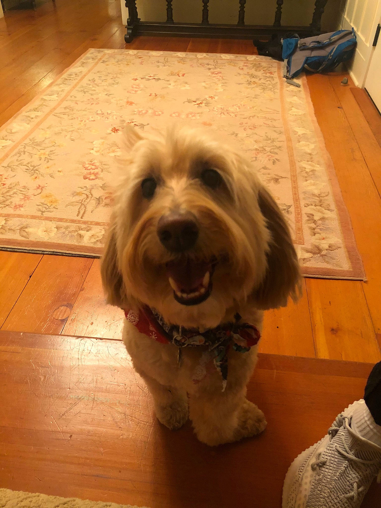 Adelaide is registered to the contest to win money with this photo: briquet_griffon_vendeen, canidae, carnivore, catalan_sheepdog, cockapoo, companion_dog, dog, dog_breed, glen_of_imaal_terrier, havanese, mammal, petit_basset_griffon_vendeen, polish_lowland_sheepdog, sapsali, snout, sporting_group, sporting_lucas_terrier, terrier, tibetan_terrier, vertebrate