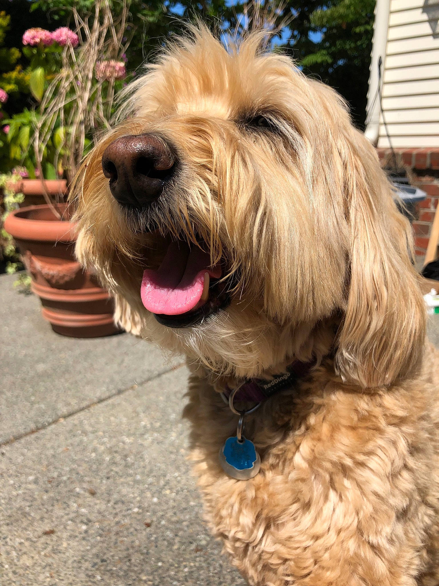 Adelaide joined the competition — help win amazing prizes! basset_fauve_de_bretagne, bosnian_coarse_haired_hound, briquet_griffon_vendeen, cairn_terrier, canidae, carnivore, catalan_sheepdog, dog, dog_breed, dutch_smoushond, glen_of_imaal_terrier, mammal, otterhound, petit_basset_griffon_vendeen, sapsali, small_terrier, sporting_group, sporting_lucas_terrier, terrier, vertebrate