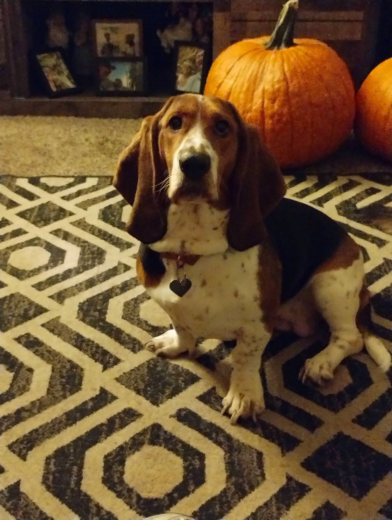Emma Faith is registered to the contest to win money with this photo: calabaza, carnivore, companion_dog, cucurbita, dog, dog_breed, fawn, flooring, gourd, hound, natural_foods, pumpkin, scent_hound, snout, sporting_group, squash, vegetable, winter_squash, wood, working_animal