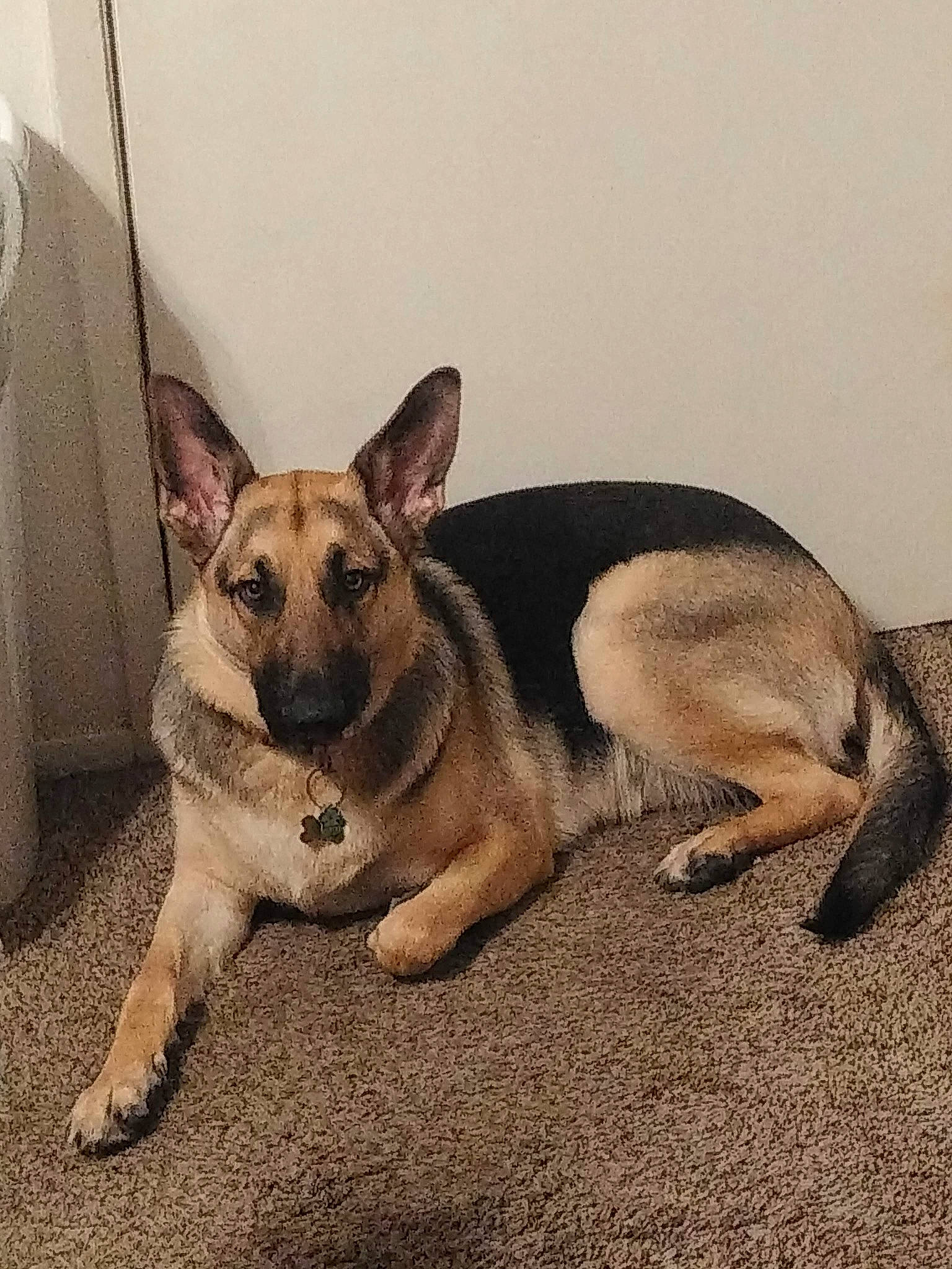 Bella Grace is registered to the contest to win money with this photo: ancient_dog_breeds, canidae, carnivore, comfort, companion_dog, dog, dog_breed, ear, fawn, fur, non_sporting_group, paw, snout, sporting_group, tail, terrestrial_animal, toy_dog, whiskers, working_animal