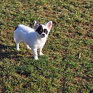 Bandit is registered to the contest to win money with this photo: dog, chihuahua, small_dog, white_dog, black_spots, grass, outdoor, sunlight, pet, animal, ears_up, alert, standing, nature, daylight, canine, young_dog, fur, mammal, field