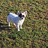 alert, animal, black_spots, canine, chihuahua, daylight, dog, ears_up, field, fur, grass, mammal, nature, outdoor, pet, small_dog, standing, sunlight, white_dog, young_dog