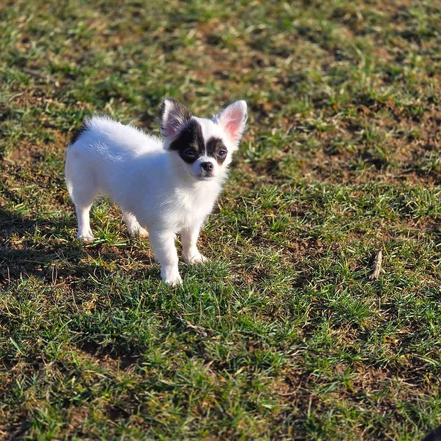Bandit
