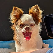 Megal is registered to the contest to win money with this photo: animal, bed, blanket, brown_fur, closeup, cute, dog, ears, expression, face, fluffy, indoor, pet, resting, sleepy, small_dog, sunlight, tongue_out, white_fur, yawning