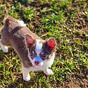 Lilac is registered to the contest to win money with this photo: puppy, dog, grass, outdoor, sunlight, young, small, fur, animal, pet, curious, brown, white, ears, tail, nature, cute, portrait, standing, daylight