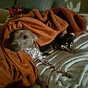 Wippet participe au concours pour gagner de l'argent avec cette photo : animal, blanket, brown, companion, couch, cozy, dog, domestic_animal, fur, gray, home, indoor, large_dog, pet, relaxing, resting, sleeping, small_dog, snuggle, spotted