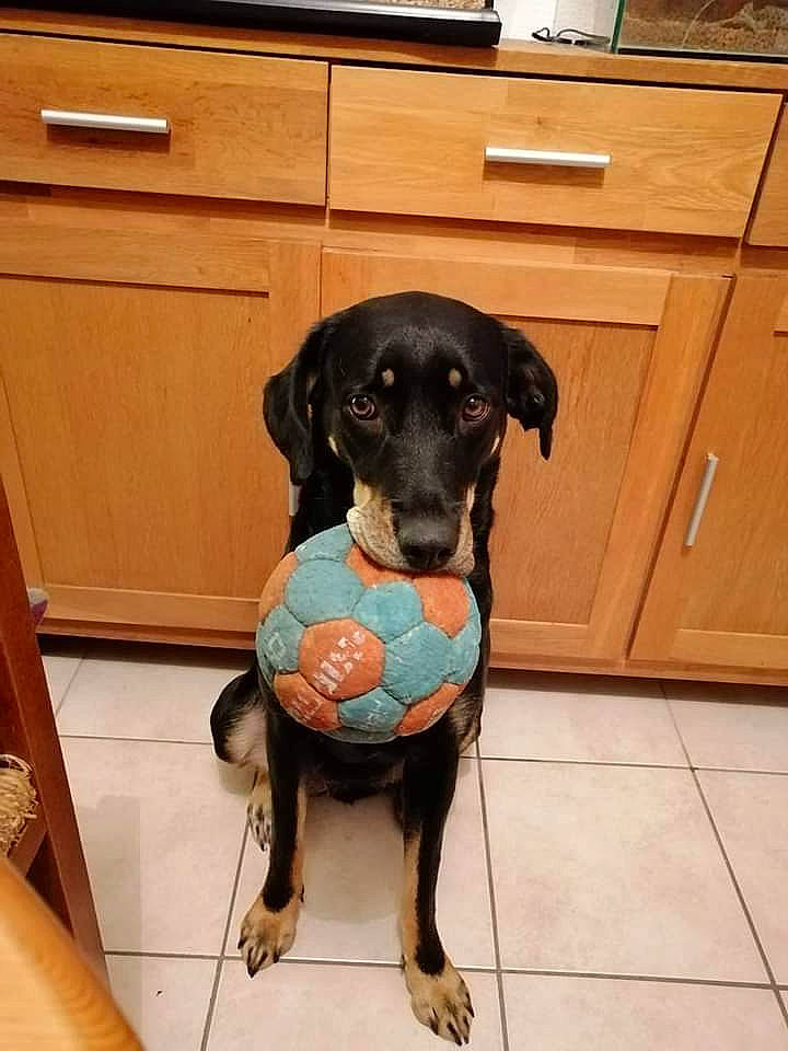 Amnésia a rejoint le concours — aidez-le/la à gagner de superbes lots ! beagador, canidae, carnivore, companion_dog, dog, dog_breed, dog_toy, floor, german_shorthaired_pointer, hunting_dog, rare_breed_dog, sporting_group