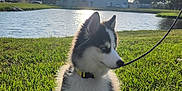 Pickle is registered to the contest to win money with this photo: animal, blue_sky, collar, cute, daytime, dog, grass, greenery, leash, nature, outdoor, park, pet, pond, puppy, siberian_husky, sun, sunlight, water, young_dog
